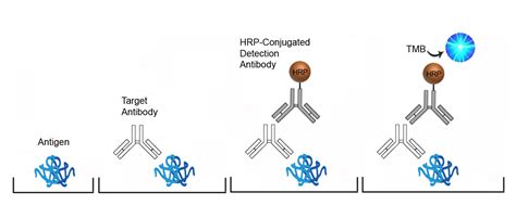 Cyclic Citrullinated Peptide Antibodies, IgG, Serum.